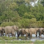 A Day Trip To Selous Fly From Zanzibar - Authentic Insights from Reviews