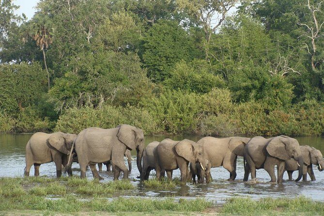 A Day Trip To Selous Fly From Zanzibar - Authentic Insights from Reviews