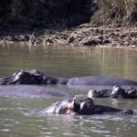 A Full Day Safari Tour to the Hluhluwe Imfolozi Big 5 Game Reserve - Authentic Encounters and Expert Guidance