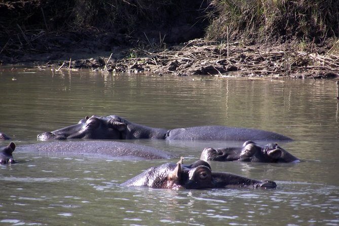 A Full Day Safari Tour to the Hluhluwe Imfolozi Big 5 Game Reserve - Authentic Encounters and Expert Guidance