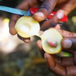 A Half Day Private Tour To Spice Farm - Who Will Love This Tour?