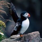 Aberdeen: Bullers of Buchan Puffin Watching Tour - Final Thoughts