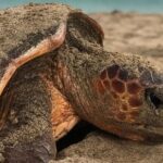 Abraço Salgadinho - Sal Island Tour - The Practical Side: Logistics, Duration, and Cost