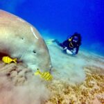 Abu Dabab Swim with Turtles Private tour - Practical Details and Considerations