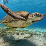 Abu Dabbab Beach Full Day Trip with Turtles - Small Group, Personal Experience