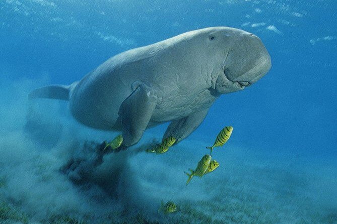 Abu Dabbab over day - Snorkeling in Turtles House - Hurghada - Practical Details and Tips