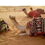 Abu Dhabi 4x4 Desert Safari BBQ Dinner , Camel Ride , Belly Dance - What’s Included and What You Should Know