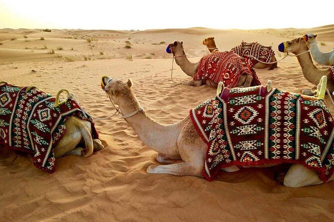 Abu Dhabi 4x4 Desert Safari BBQ Dinner , Camel Ride , Belly Dance - What’s Included and What You Should Know