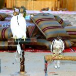 Abu Dhabi Afternoon Desert Safari and BBQ Dinner - Who Should Book This Tour?