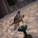 Abu Dhabi Desert Safari (Dune Bashing, BBQ Dinner, Camel Ride & Sand Skii) - The Thrills: Sand Skiing and Camel Rides