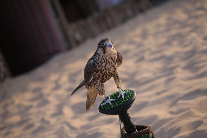 Abu Dhabi Desert Safari (Dune Bashing, BBQ Dinner, Camel Ride & Sand Skii) - The Thrills: Sand Skiing and Camel Rides