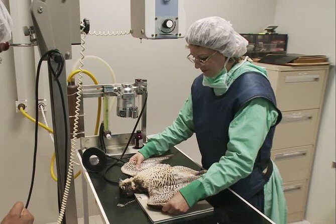 Abu Dhabi Falcon Hospital Tour - Who Is This Tour Perfect For?