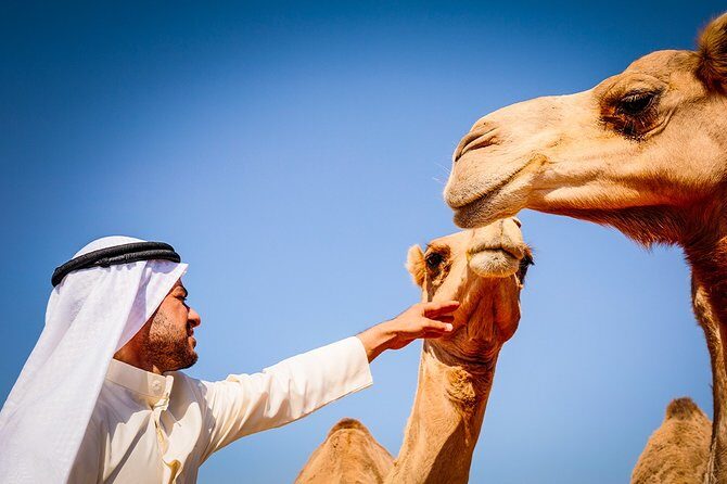 Abu Dhabi: Morning Desert Safari with Camels and Sandboarding - Why This Tour Offers Great Value