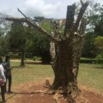 Aburi Gardens and Tetteh Quarshie Farms - Who Is This Tour Best For?