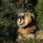 Addo Elephant National Park All Inclusive Full-Day Safari - The Itinerary: What to Expect