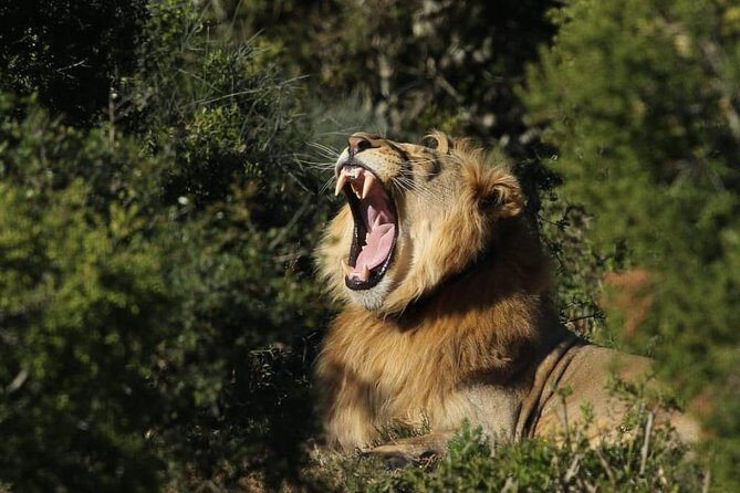 Addo Elephant National Park All Inclusive Full-Day Safari - The Itinerary: What to Expect