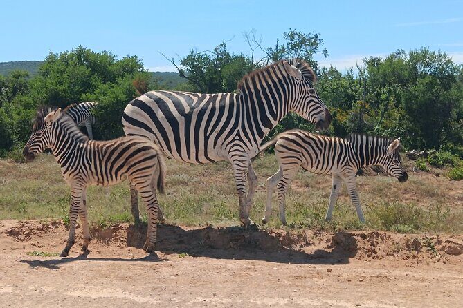 Addo Elephant National Park and Kragga Kamma Game Park Combo. - Who should consider this tour?