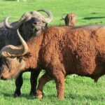Addo Elephant National Park from Port Elizabeth - FD01 - The Itinerary: What to Expect