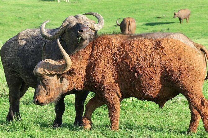 Addo Elephant National Park from Port Elizabeth - FD01 - The Itinerary: What to Expect