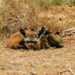 Addo Elephant National Park Full Day Safari - How Are the Transportation and Group Size?