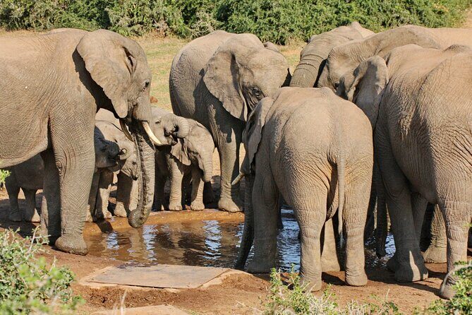 Addo Elephant National Park Tour - Full day of Wildlife Wonders - Why This Tour Offers Great Value