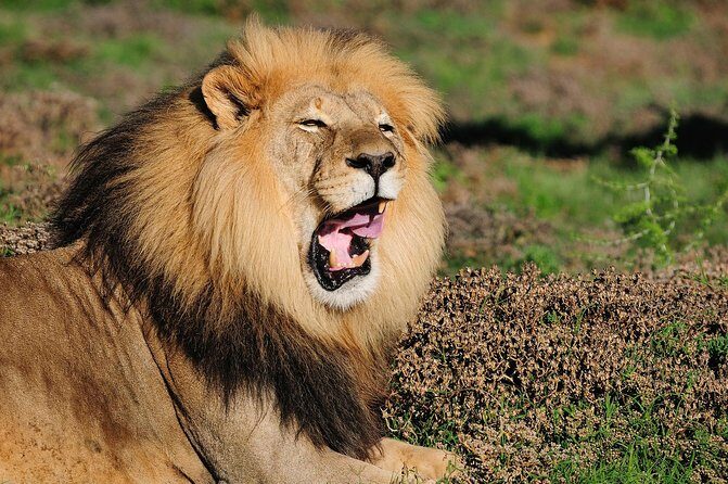 Addo Elephant Park All-Inclusive Day Safari from Port Elizabeth - The Value of This Tour: Is It Worth It?