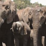 Addo Elephant Park Full day big 5 Safari - Practicalities and Considerations