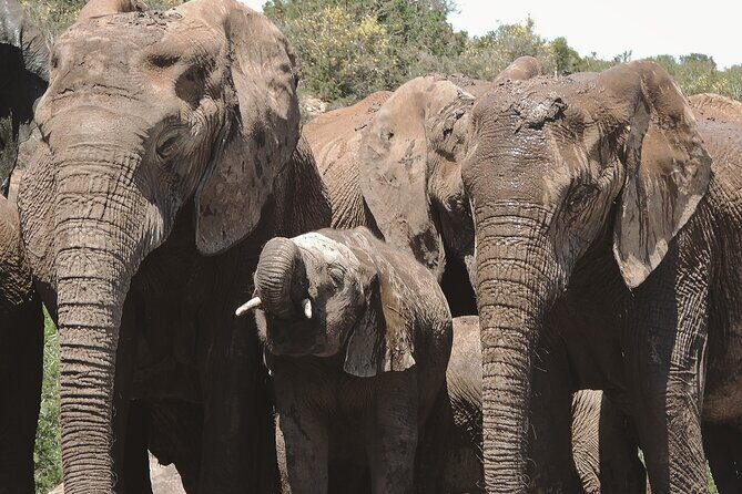 Addo Elephant Park Full day big 5 Safari - Practicalities and Considerations