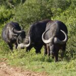 Addo Elephant Park Safari & Shore Excursion from Port Elizabeth - FAQs