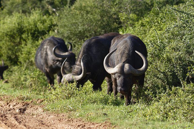 Addo Elephant Park Safari & Shore Excursion from Port Elizabeth - FAQs