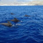 Adeje Classic Schooner: Whales, lunch & Los Gigantes Cliffs - Encountering Marine Life: Whales & Dolphins