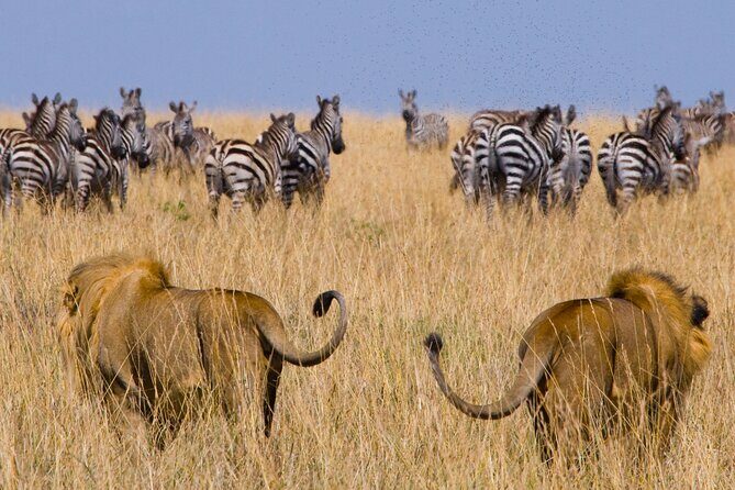Affordable 3-Day Safari to Serengeti & Ngorongoro Crater - Practical Aspects of the Tour