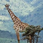 Affordable 4 Days Tanzania Private Mid-range Lodge Safari Tour - Day 3: Transition to Ngorongoro — Scenic Drive and Crater Rim Views