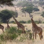 Affordable Short Tanzania Safari (2 Days Camping Safari) - Overview of the Experience