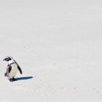African Penguins (Boulders Beach) Half Day tour from Cape Town - Transportation and Group Size