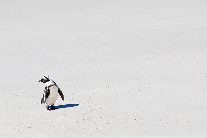 African Penguins (Boulders Beach) Half Day tour from Cape Town - Transportation and Group Size