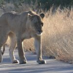 African Safari in Pilanesberg National Park - 1 day adventure - Who Should Book This Tour?