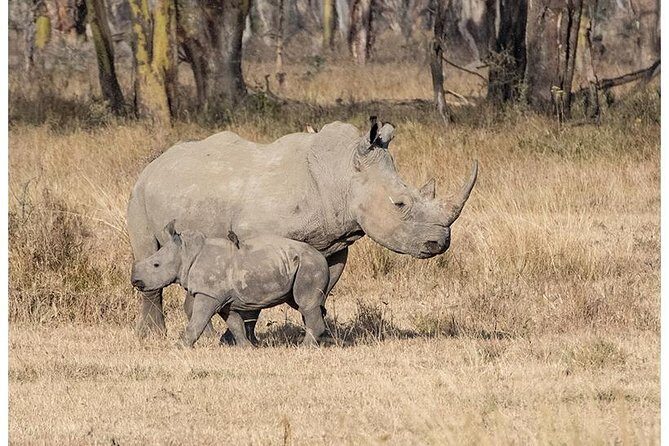 African Wildlife & Nature - 5 Kenya national parks - 6 day Jeep Safari - What Makes This Tour a Great Choice?
