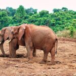 African Wildlife Safari 7 Days - Why This Tour Offers Value and Adventure