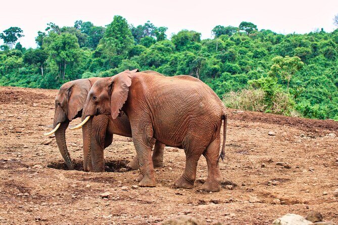 African Wildlife Safari 7 Days - Why This Tour Offers Value and Adventure