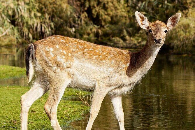 Africano Park Alexandria Safari From Cairo - What Does the Itinerary Look Like?
