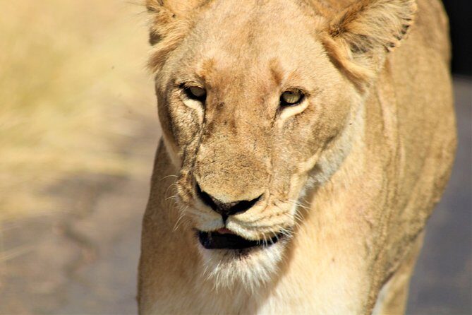 Afternoon Kruger National Park Safari - Why This Safari Offers Good Value