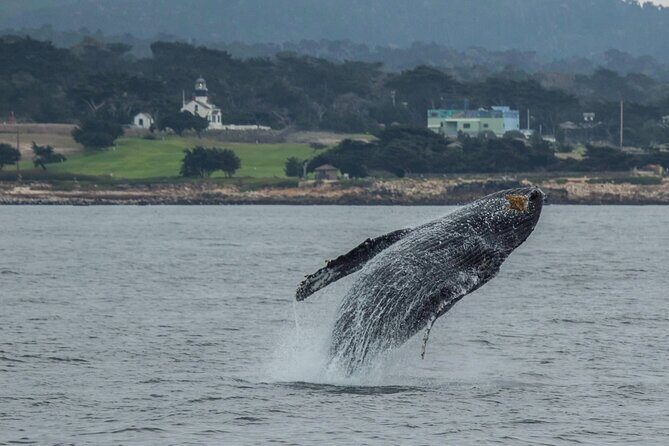 Afternoon Whale Watch - Why This Tour Offers Great Value