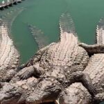 Agadir Crocoparc Transfer & Admission tickets - Final Thoughts