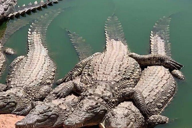 Agadir Crocoparc Transfer & Admission tickets - Final Thoughts