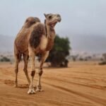 Agadir Jeep Safari & Sahara Adventure  Full-Day Tour with Tajine - Authentic Experiences and Insider Tips