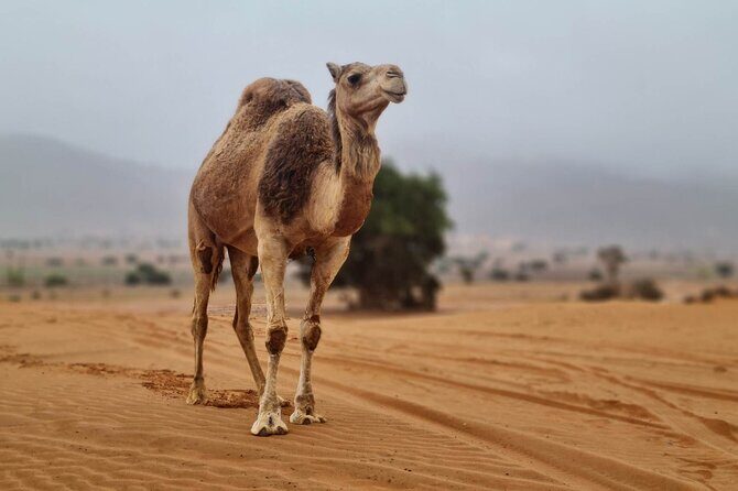 Agadir Jeep Safari & Sahara Adventure  Full-Day Tour with Tajine - Authentic Experiences and Insider Tips