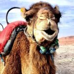 Agafay Desert Adventure Quad Bike and Camel Ride with Dinner Show - The Experience in Detail: A Day in the Desert