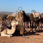 Agafay Desert Camel Ride - Half Day Trip - private tour - What to Expect: The Itinerary in Detail