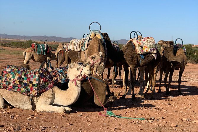 Agafay Desert Camel Ride - Half Day Trip - private tour - What to Expect: The Itinerary in Detail